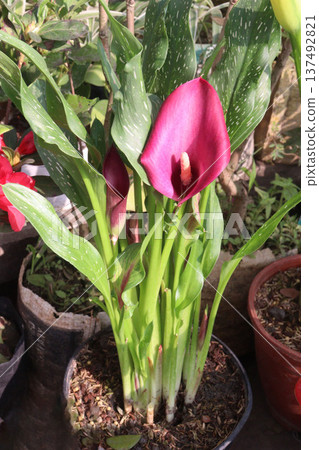 Calla lily flower plant on pot Calla lily flower plant on pot 137492821