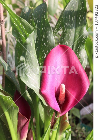 Calla lily flower plant on pot Calla lily flower plant on pot 137492822