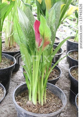 Calla lily flower plant on pot 137492826