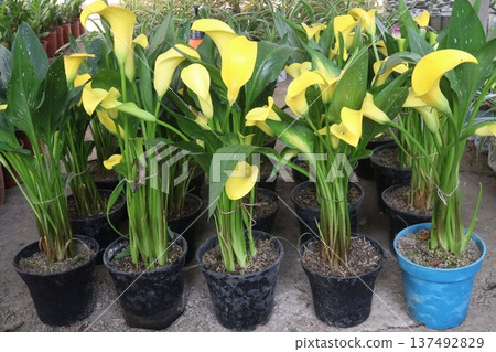 Calla lily flower plant on pot 137492829