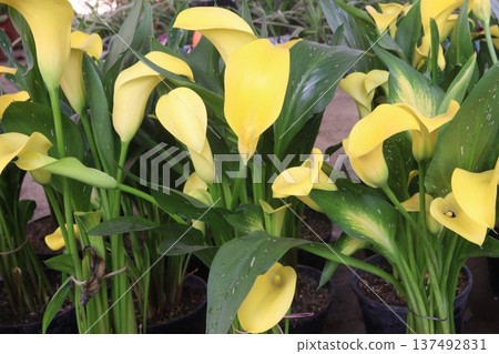 Calla lily flower plant on pot 137492831