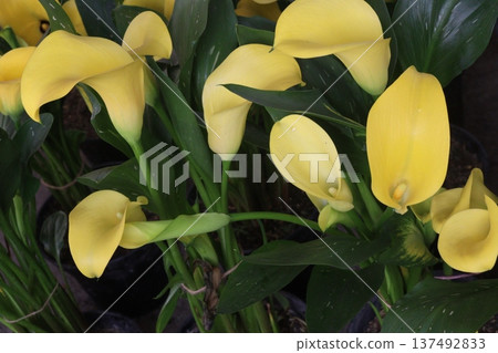 Calla lily flower plant on pot Calla lily flower plant on pot 137492833