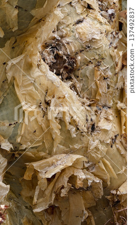 Peeling tree bark texture with natural organic wood pattern 137492837