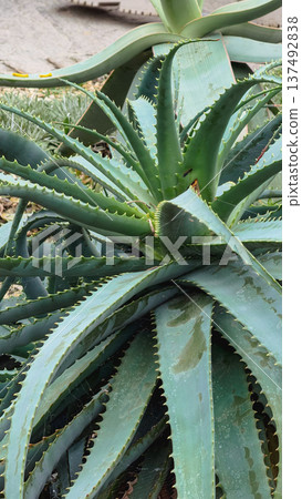 Aloe plant texture with radial succulent leaf pattern Aloe plant texture with radial succulent leaf pattern 137492838