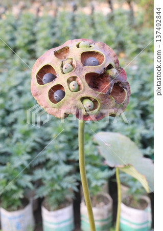 Nelumbo nucifera also called yellow lotus flower on pot 137492844