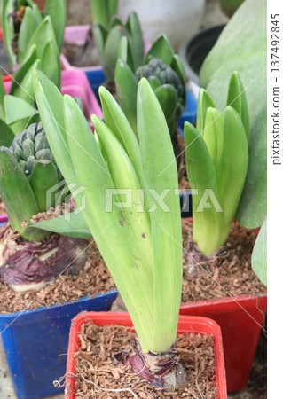 Amaryllis plant on pot in farm for sell Amaryllis plant on pot in farm for sell 137492845