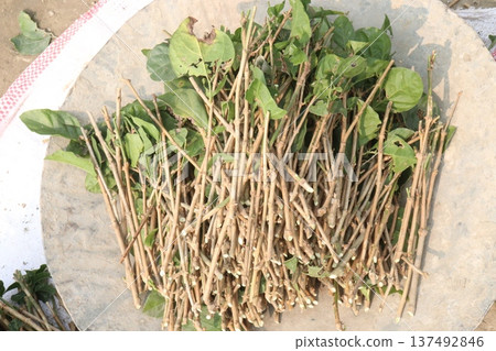 Arabian jasmine on farm for sell 137492846