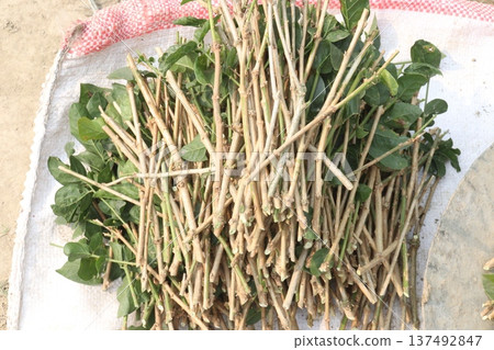 Arabian jasmine on farm for sell 137492847
