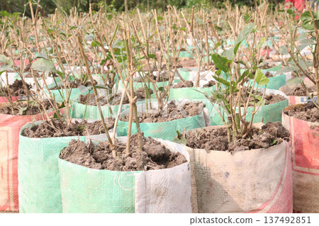 Arabian jasmine on farm for sell 137492851