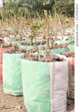 Arabian jasmine on farm for sell Arabian jasmine on farm for sell 137492852