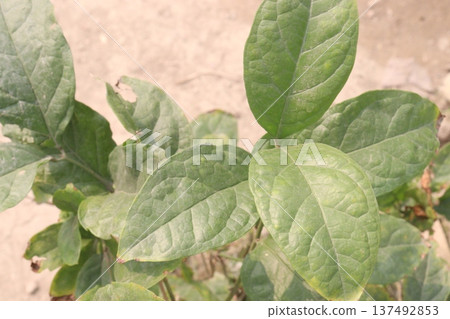 Arabian jasmine on farm for sell Arabian jasmine on farm for sell 137492853