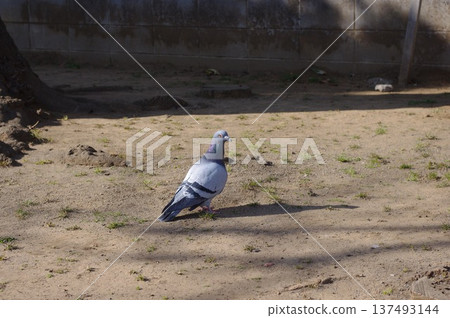 A rock dove standing on the ground in a sunny park 137493144