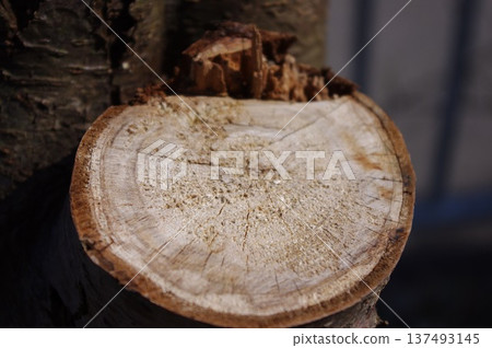 Texture of cut surface and tree rings of felled tree Texture of cut surface and tree rings of felled tree 137493145