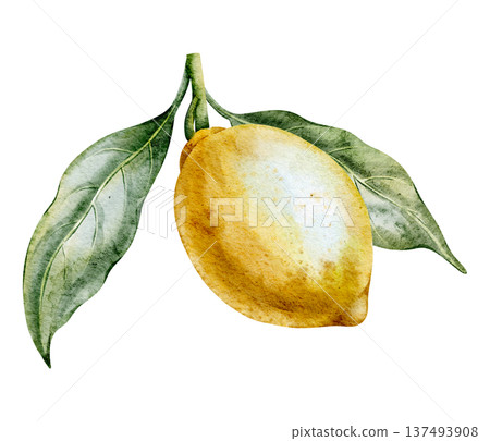 Lemon watercolor illustration. Hand drawn art of yellow Citrus Fruit with stem and leaves on isolated background for cooking book or menu design. Clipart for aromatherapy. Lemon watercolor illustration. Hand drawn art of yellow Citrus Fruit with stem and leaves on isolated background for cooking book or menu design. Clipart for aromatherapy. 137493908