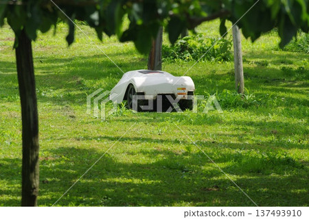 A grass-cutting robot cutting weeds in a pear orchard A grass-cutting robot cutting weeds in a pear orchard 137493910