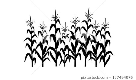 Black Solid Corn Stalk Silhouettes Set of Six on White Background Black Solid Corn Stalk Silhouettes Set of Six on White Background 137494076