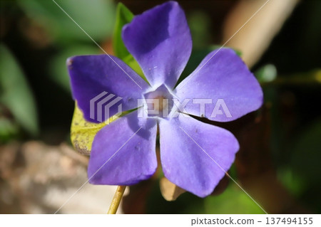Purple periwinkle flowers blooming in the garden in early spring 137494155