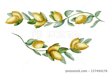 Lemon watercolor branches. Hand drawn illustration of yellow Citrus Fruit with stem and leaves on isolated background for cooking book or menu design. Clipart of Italian plants for aromatherapy. 137494276