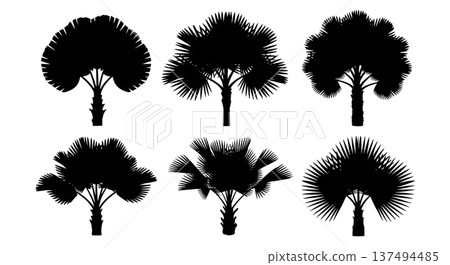 Black Solid Fan Palm Tree Silhouettes Set of Six 137494485