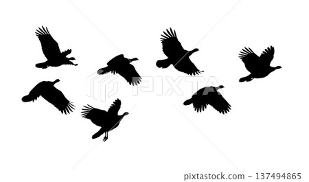 Black Solid Flying Turkey Silhouettes Set of Six on White Background Black Solid Flying Turkey Silhouettes Set of Six on White Background 137494865