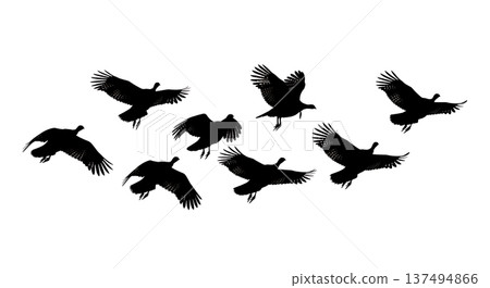 Black Solid Flying Turkey Silhouettes Set of Six on White Background Black Solid Flying Turkey Silhouettes Set of Six on White Background 137494866