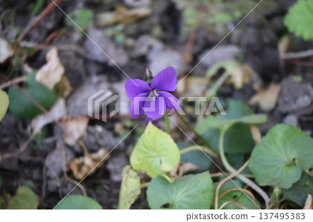 Close-up view of purple petaled violet flowers 137495383
