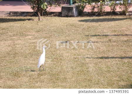 一隻牛背鷺棲息在尼泊爾藍毘尼一家飯店的乾草地上 137495391