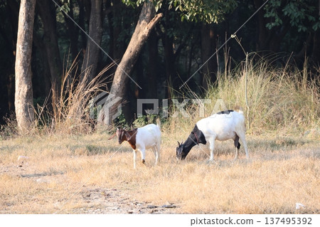 在尼泊爾藍毘尼一片雜草叢生的空地上，一隻母山羊和她的小山羊在一起。 137495392