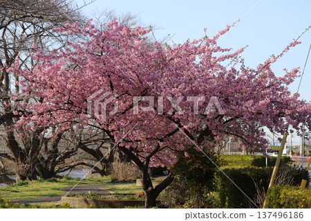 Early-blooming pink Kawazuzakura flowers blooming in a park in early spring 137496186