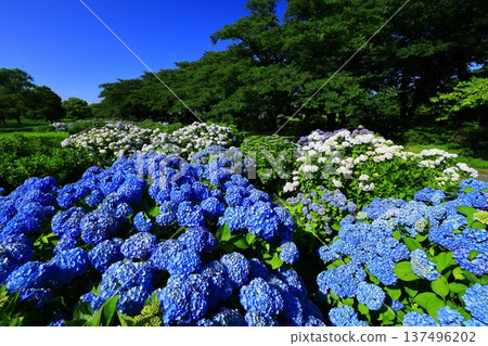 Blue hydrangea 137496202