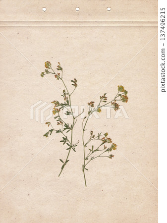 Vintage herbarium album page with pressed wildflower botanical specimen on aged paper texture background with copy space. Natural botanical study paper sheet for vintage design and botanical projects Vintage herbarium album page with pressed wildflower botanical specimen on aged paper texture background with copy space. Natural botanical study paper sheet for vintage design and botanical projects 137496215