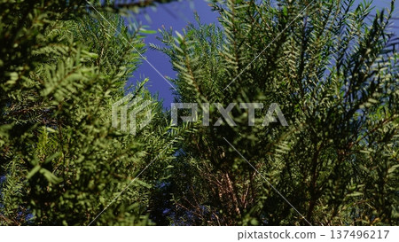tree, leaf, tea 137496217