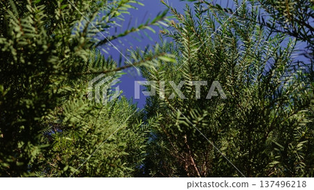 tree, leaf, tea 137496218