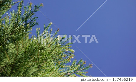leaf, tea, green 137496219