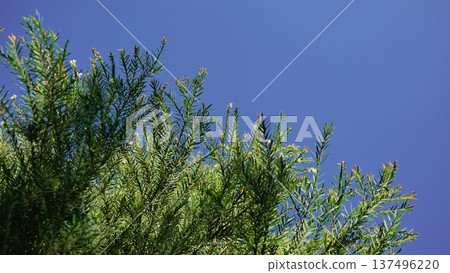 tree, leaf, tea 137496220