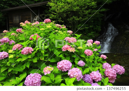 Landscape with hydrangeas Landscape with hydrangeas 137496255