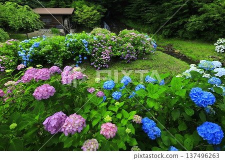 Landscape with hydrangeas Landscape with hydrangeas 137496263