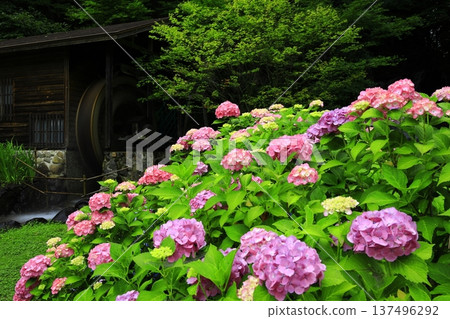 Landscape with hydrangeas Landscape with hydrangeas 137496292