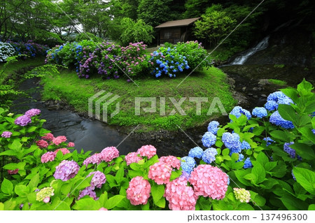 Landscape with hydrangeas Landscape with hydrangeas 137496300