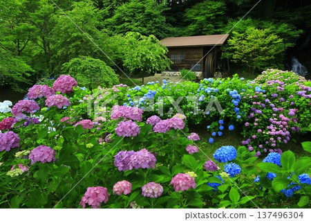 Landscape with hydrangeas Landscape with hydrangeas 137496304