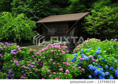 Landscape with hydrangeas Landscape with hydrangeas 137496319