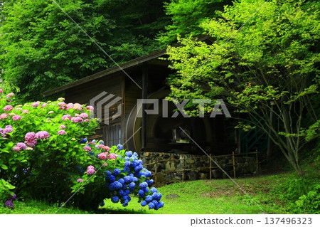 風景與繡球花 137496323