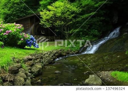 風景與繡球花 137496324