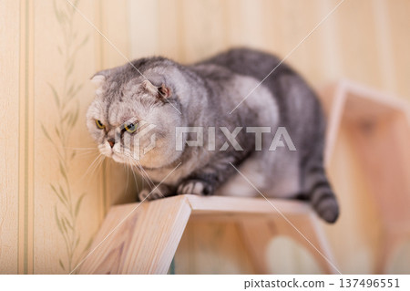 Scottish Fold cat on a geometric cat shelf Scottish Fold cat on a geometric cat shelf 137496551