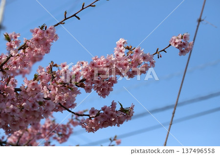 Pink early-blooming Kawazuzakura flowers blooming in a park in early spring 137496558