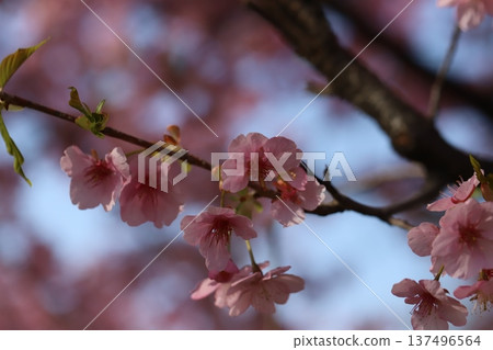 早春時節，公園裡盛開著粉紅色的早春河津櫻。 137496564