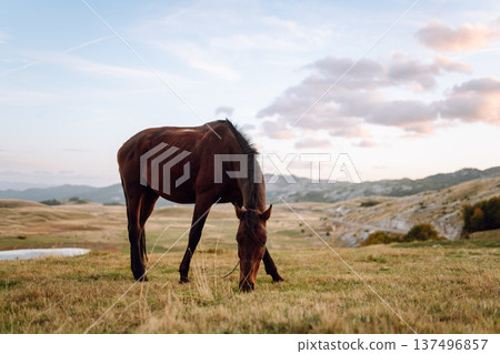 Beautiful horses grazing, eating grass in mountains. Mountain landscape and green meadows. Freedom. 137496857