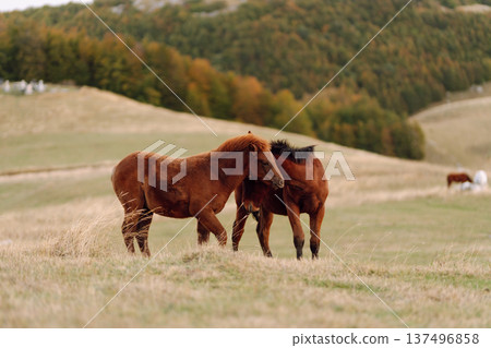 Beautiful horses grazing, eating grass in mountains. Mountain landscape and green meadows. Freedom. Beautiful horses grazing, eating grass in mountains. Mountain landscape and green meadows. Freedom. 137496858