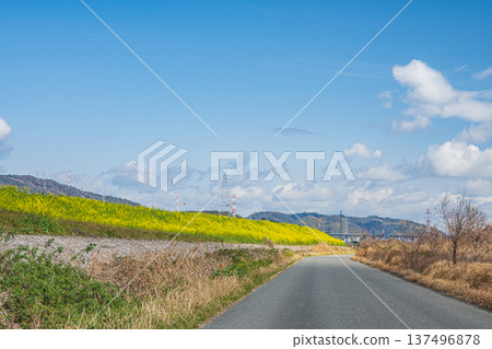 大阪府淀川河床沿岸及道路兩旁盛開的油菜花 137496878