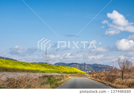 大阪府淀川河床沿岸及道路兩旁盛開的油菜花 137496880